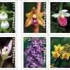 2020 Wild Orchids Forever Stamps 100pcs