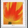 2023 "Tulip Blossoms" Forever Stamps 100pcs