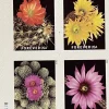 2019 "Cactus Flowers" Forever Stamps 100pcs