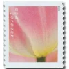 2023 "Tulip Blossoms" Forever Stamps 100pcs