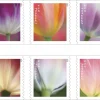 2023 "Tulip Blossoms" Forever Stamps 100pcs